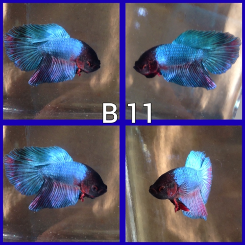 Betta voile longs