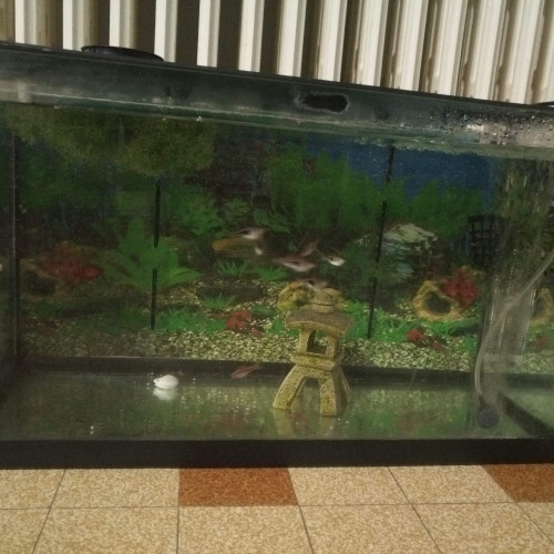 Aquarium 54l