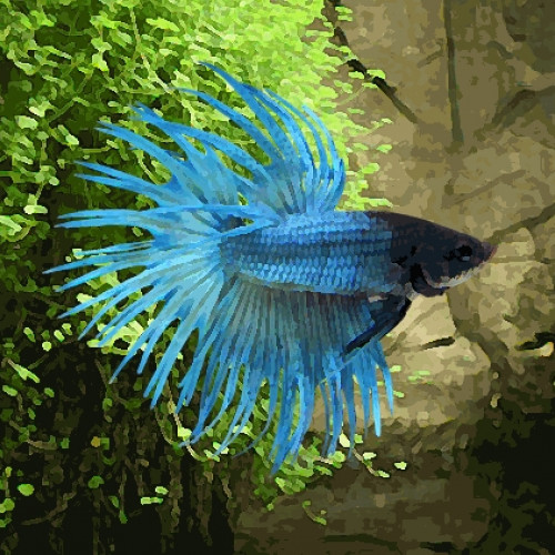 Betta mâle crowntail bleu