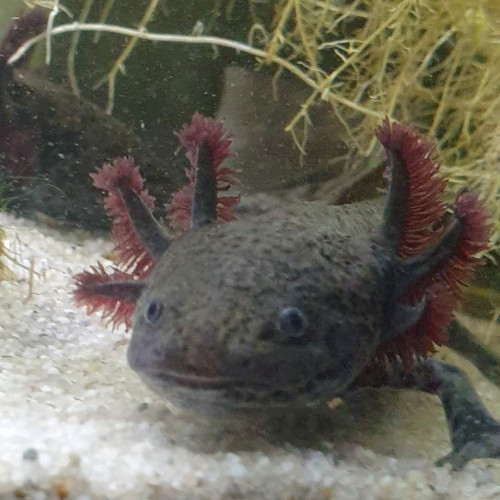 Axolotl sauvage