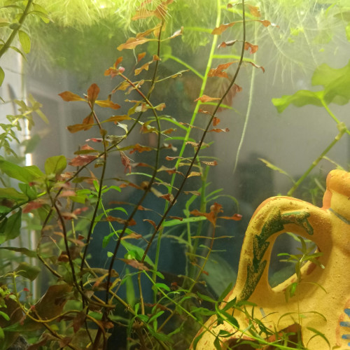 Plantes originales  aquarium