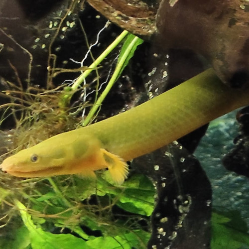 Poissons roseaux