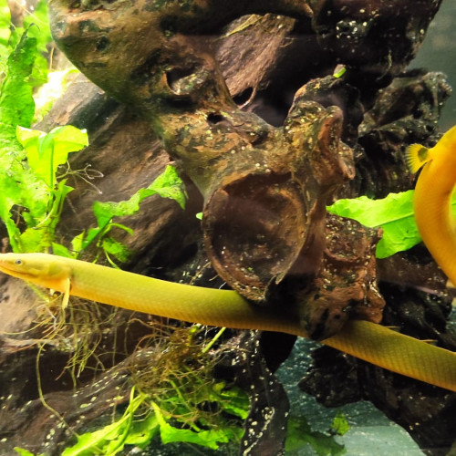 Poissons roseaux