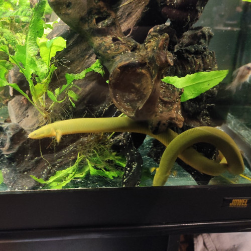 Poissons roseaux