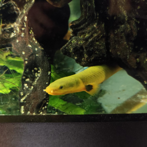 Poissons roseaux