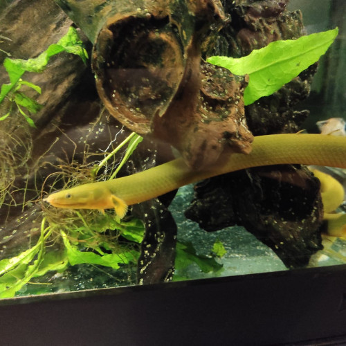 Poissons roseaux