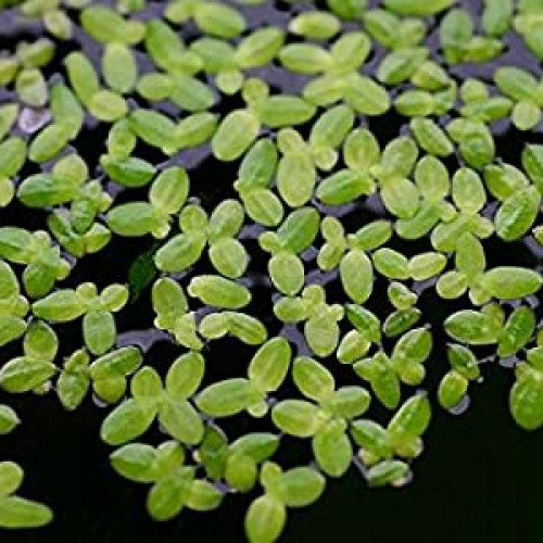 Lentille d'eau