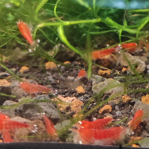 Crevettes crystal Super red