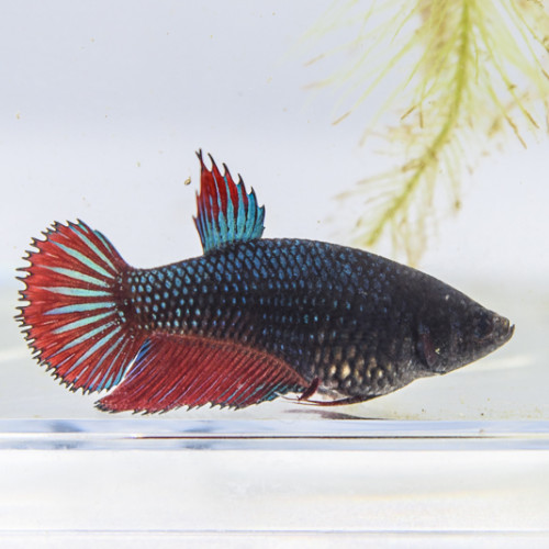 Betta femelle crowntail (3)