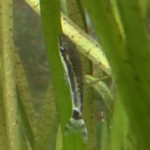 Otocinclus vittatus