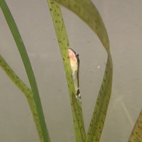 Otocinclus vittatus