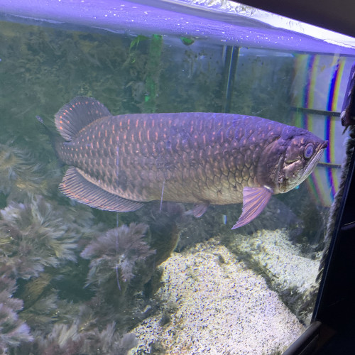 Arowana jardini