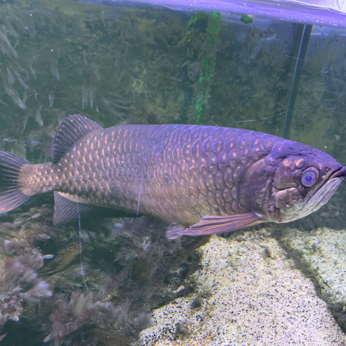 Arowana jardini