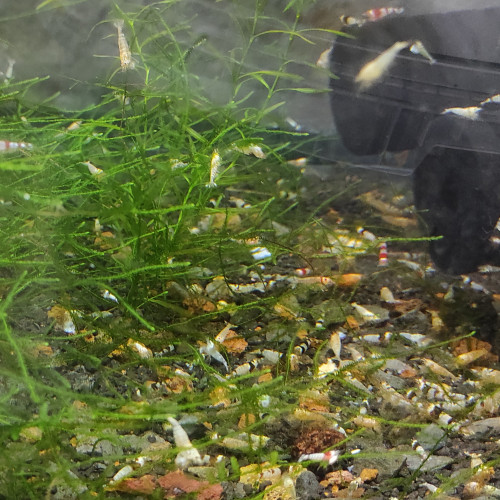 Crevettes crystal classique mix