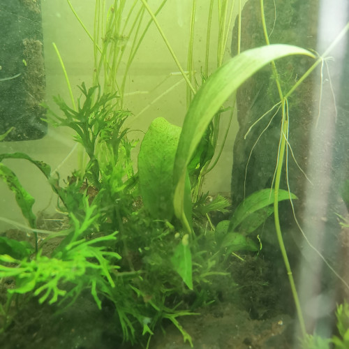 Plantes aquarium