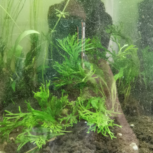 Plantes aquarium