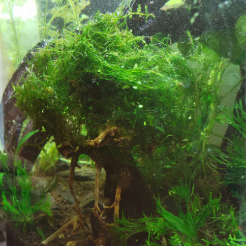 Plantes aquarium