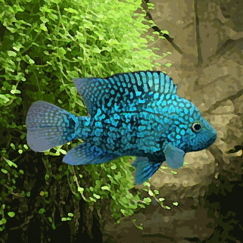 Herychtys cyanoguttatus "texas bleu" rio hondo