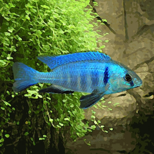 Haplochromis electra