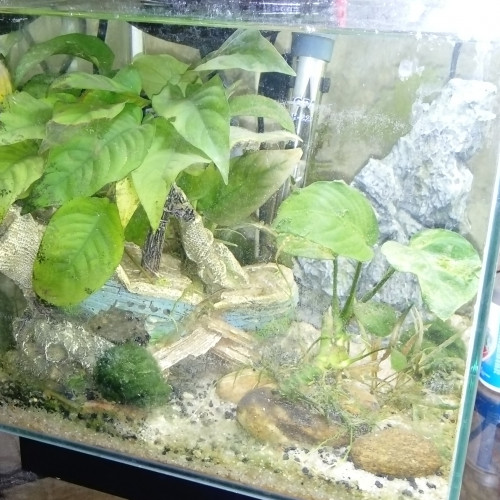 aquarium 20L complet