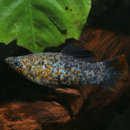 Poecilia aff. Sphenops Pichucalco (Molly)