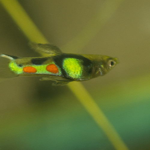 Wingei El Tigre "Campoma"