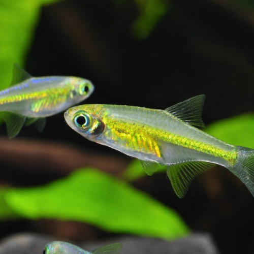 Donne rasbora émeuraude et trigonostima hengeli