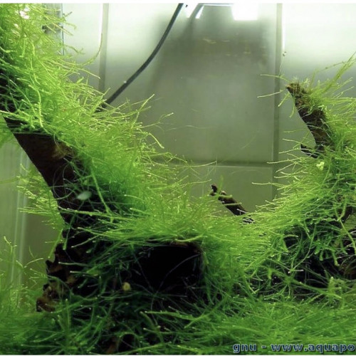 Acheter mousse de java (mousse pour aquarium) (plante)