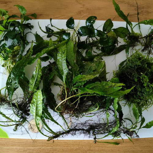 Lot de plantes Epiphytes (Anubias, Fougère et Mousse de java)