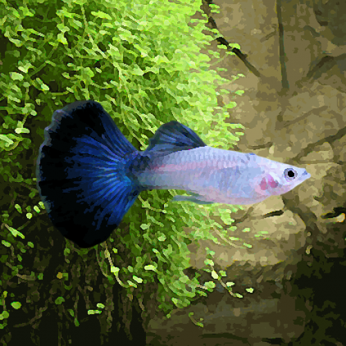 Guppy femelle moscou bleu (environ 3.5 cm)