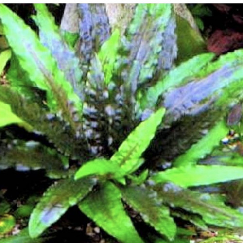 Cryptocoryne Wendtii Green