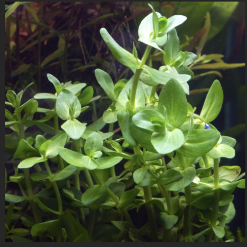 Bacopa Caroliniana