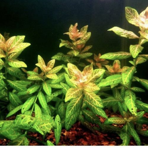 Hygrophila Polysperma Sunset