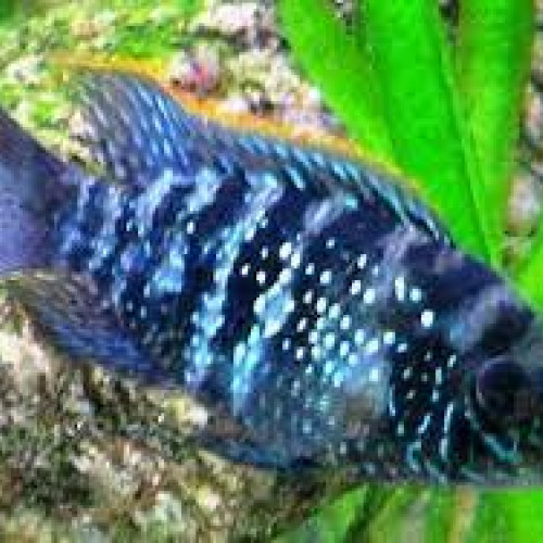 Couple andinoacara pulcher
