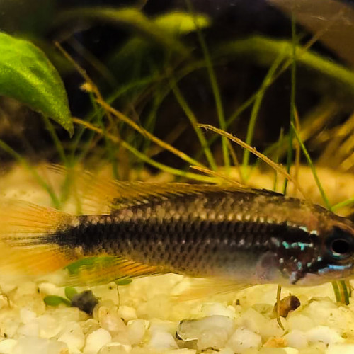 Echange Apistogramma Agassizii mâle contre Apistogramma Agassizii femelle