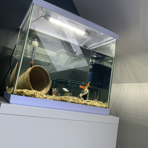 Aquarium complet