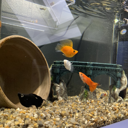 Aquarium complet
