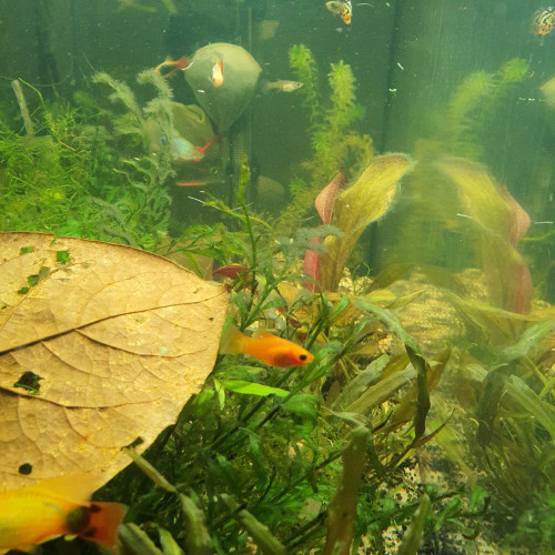 Platy
