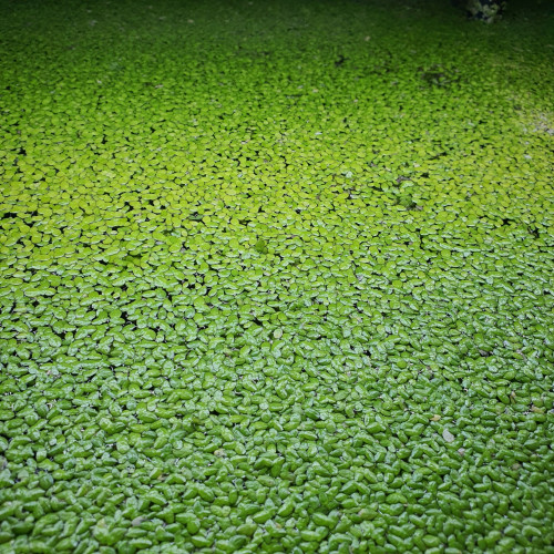 Lentille d'eau lemna minor