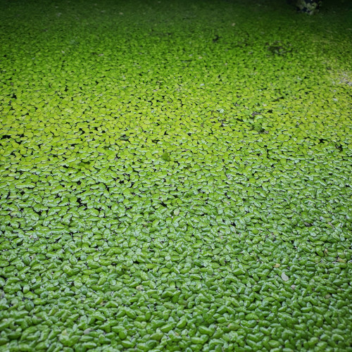 Lentille d'eau lemna minor