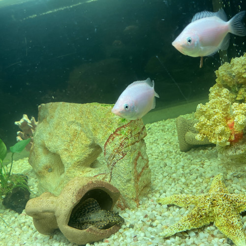 Donne 2 gouramis kissing