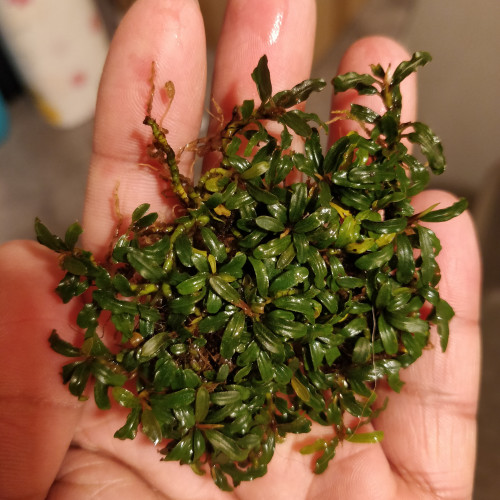 Bucephalandra