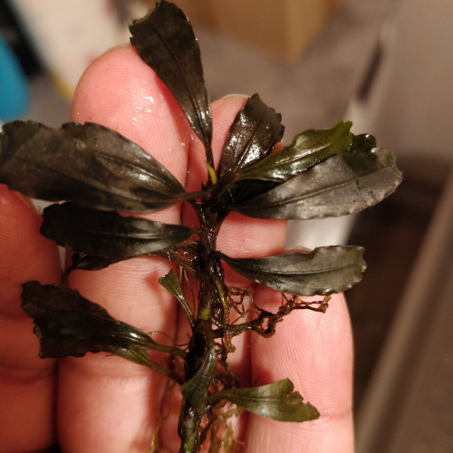 Bucephalandra