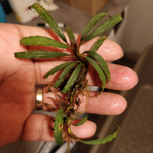 Bucephalandra