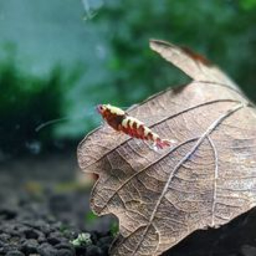 Caridina et Neocaridina