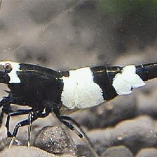 Caridina et Neocaridina