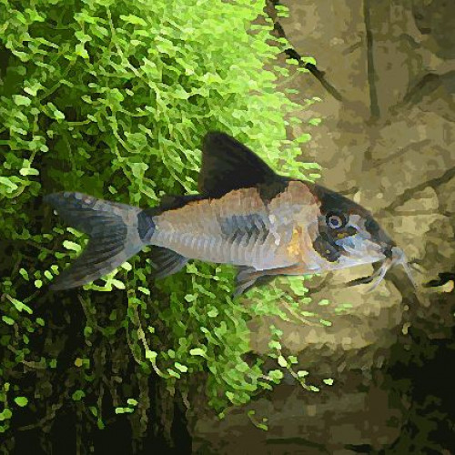 Corydoras olga  xl