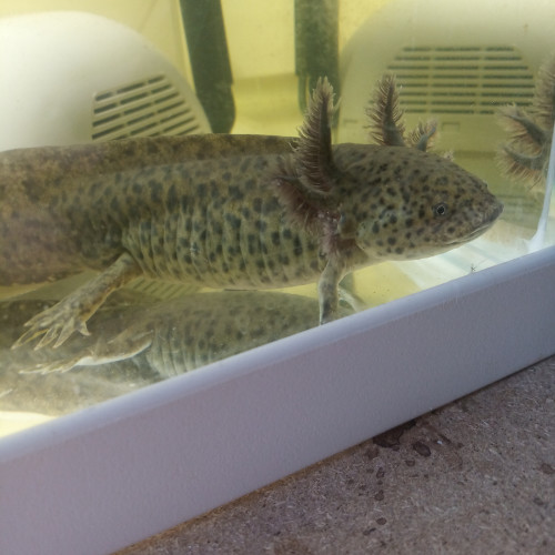 Acheter axolotls