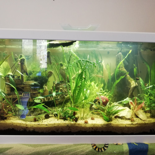 Aquarium complet 60 litres