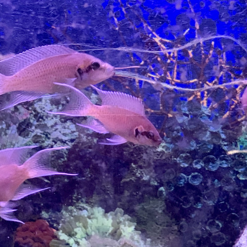 Neolamprologus « BRICHIARDI » ou Princesse du Burundi